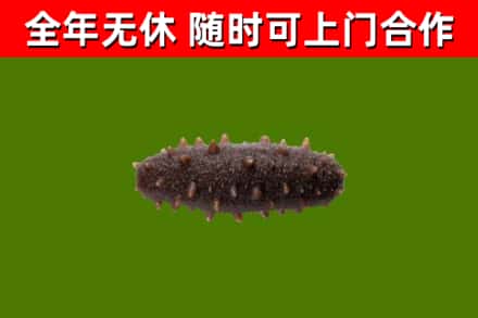 清江浦区回收海参干